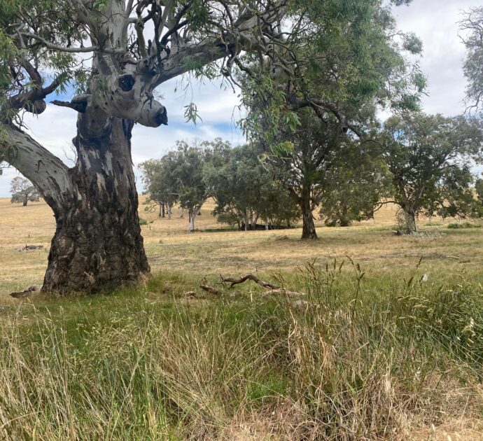 1628 Springton Road, SPRINGTON, SA 5235