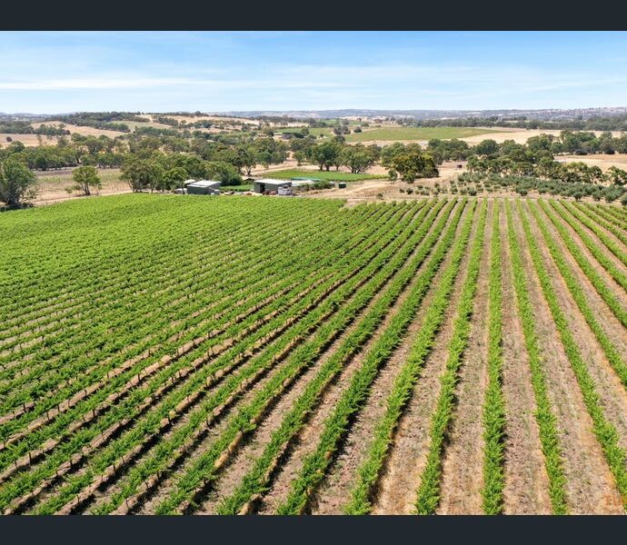 82 Koop Creek Road (Springton Hills Wines), SPRINGTON, SA 5235